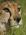 Slow Cheetah