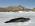 Antarctican