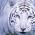 1BigCatRescue