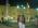 Safwan Shdaifat