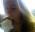 Hollie