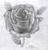 flowerpower344