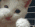 Anny