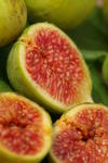 fig